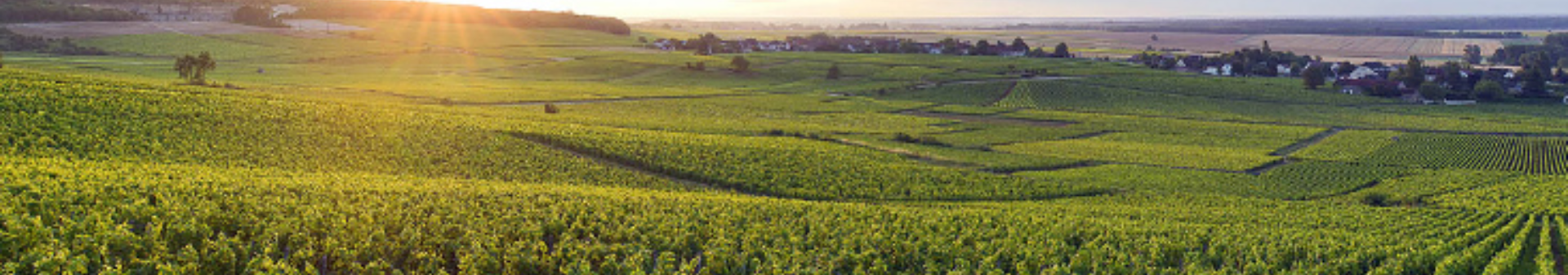 Wein der Appellation Chapelle-Chambertin