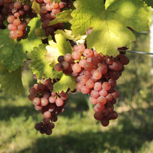 Wein Appellation Gewurztraminer