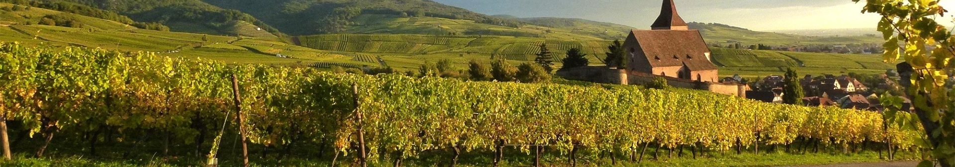 Wein Appellation Gewurztraminer