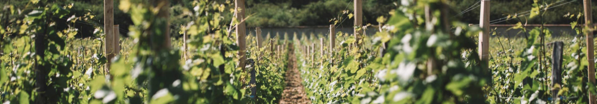 Domaine Leroy