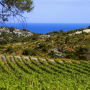 Weine aus dem Languedoc-Roussillon 