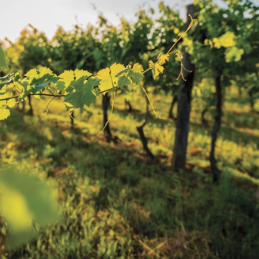 Biodynamie